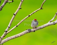 Our feathered friends