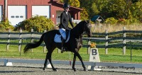 GMHA Fall Dressage