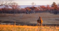 Nov 26 The Crane Estate